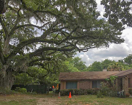 Arbor care completed, canopy lifting enhanced curb appeal, improved tree health with air flow and helps lower home insurance rates.