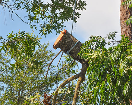 Branch removal takes place prior to arborists tackling the main hollow trunk. This branch is on it's way down to the ground crew for processing. Basic canopy care could have prevented the extensive rot that set into these massive oak branches hanging over both the customer and neighbor's home causing dangerous conditions and possible liability