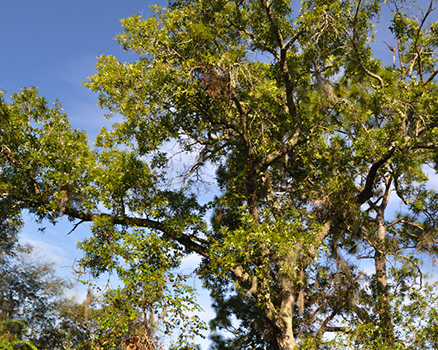 Hurricane in the Atlantic and a rotting limb the size of a tree extending over the west wing of this Deltona home, DTS Tree Service secures access from an adjacent property to perform an emergency limb removal.