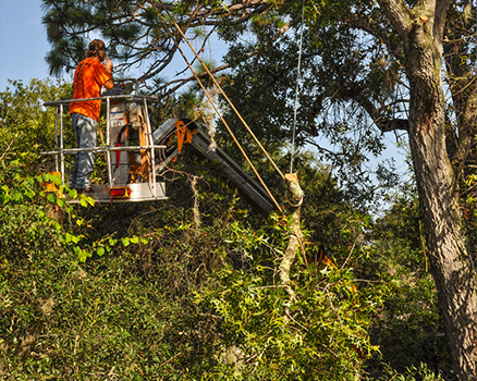 Expert arborist safely ropes down massive rotted limb in sections